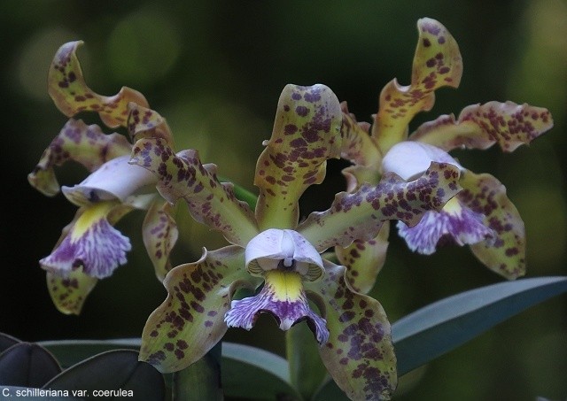 Cattleya Schilleriana Var Coerulea Tropical Orchids Portugal