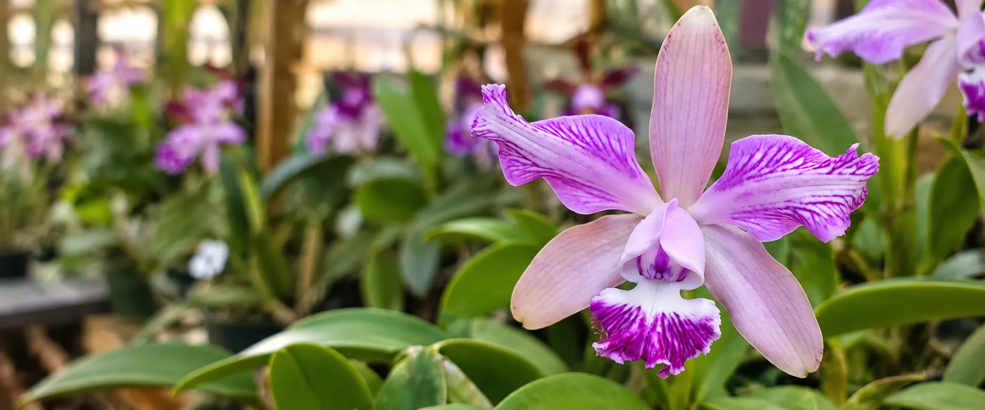 Orquídea Cattleya lilás com labelo púrpura em flor na estufa