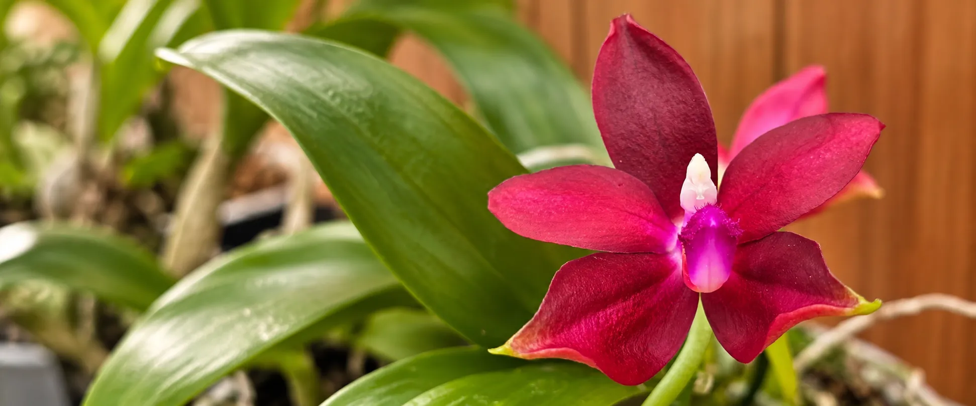 Orquídea Cattleya vermelho-escura com labelo magenta em flor na estufa