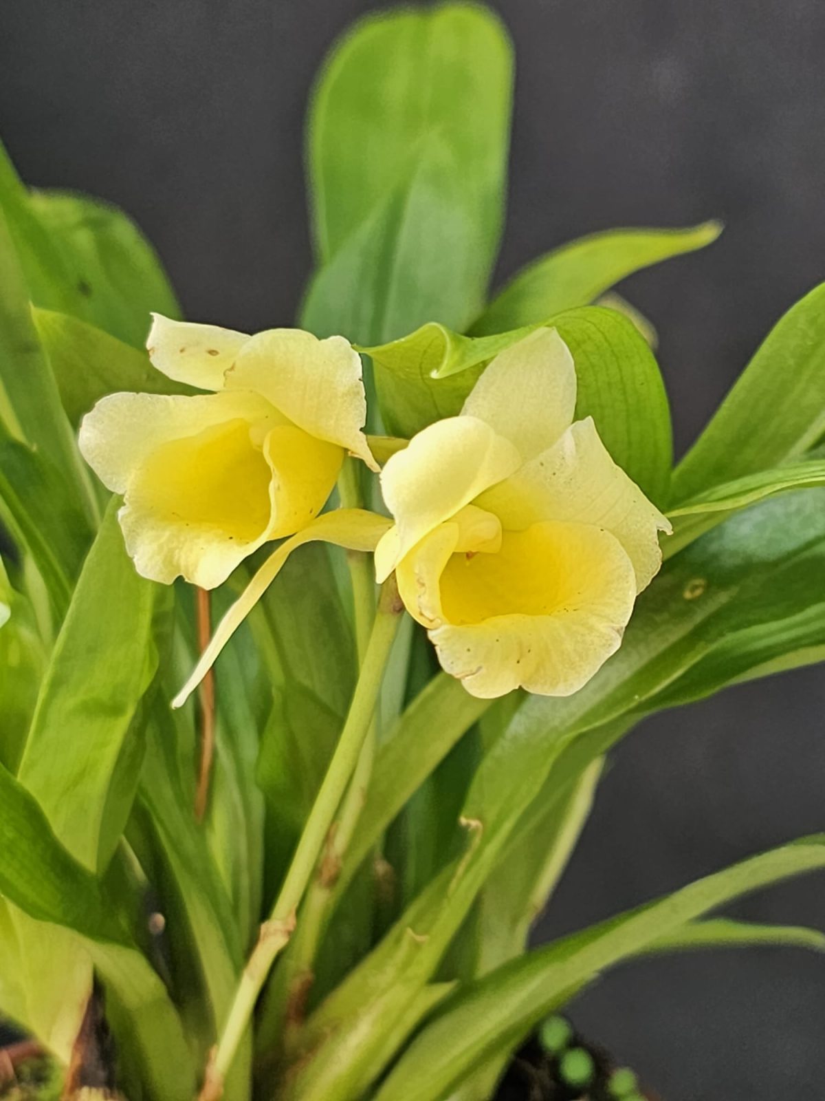 Chondrorhyncha reichenbachiana - tropicalorchidsportugal.com