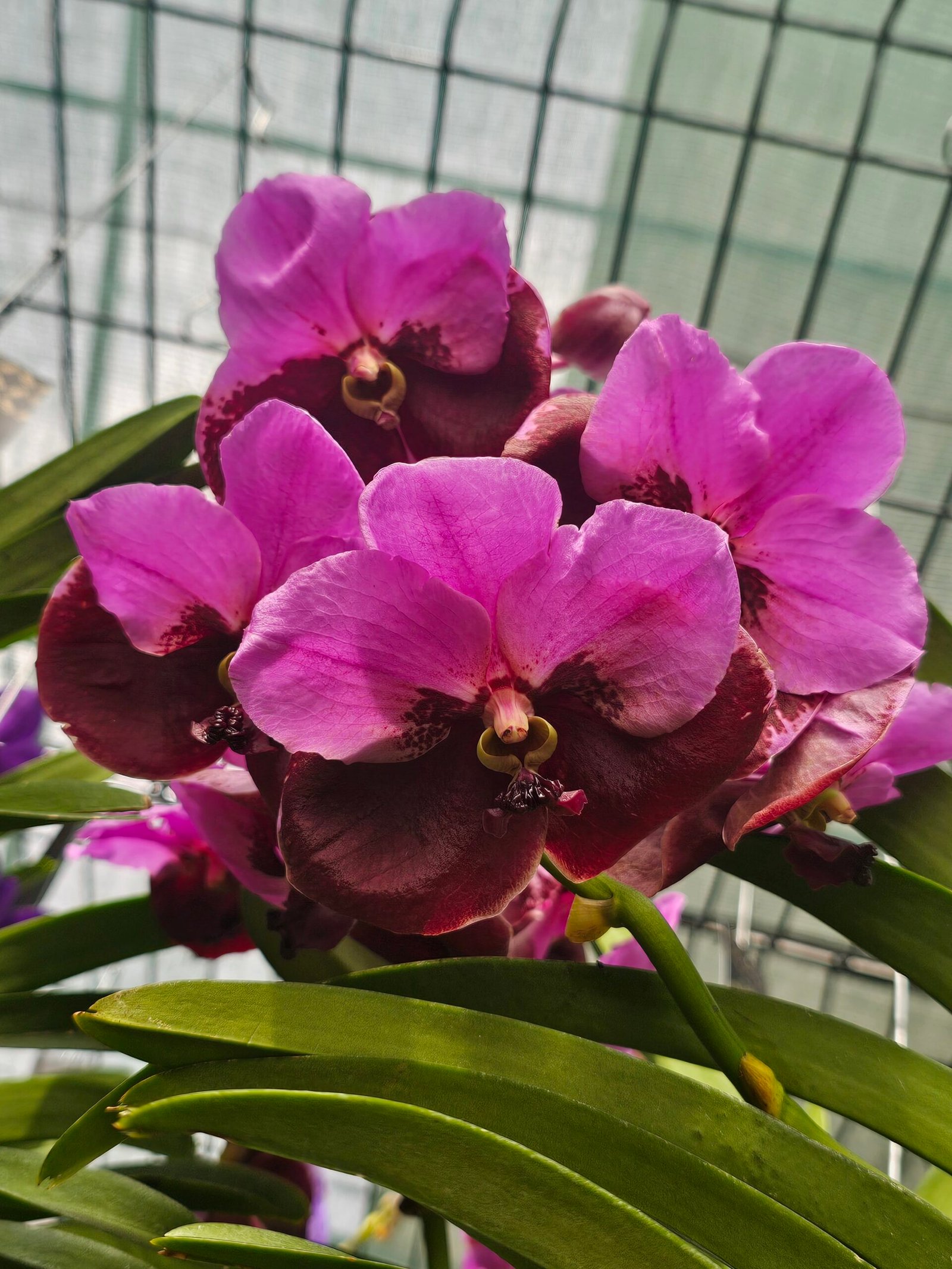 Vanda Divana Pink Maroon - Image 2