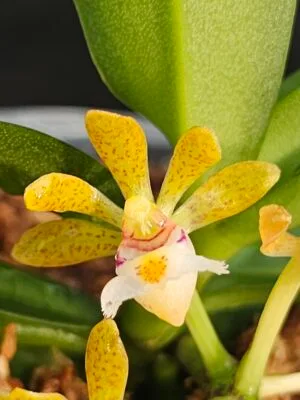 Orquídea Gastrochilus acutifolius em floração com flores pintalgadas
