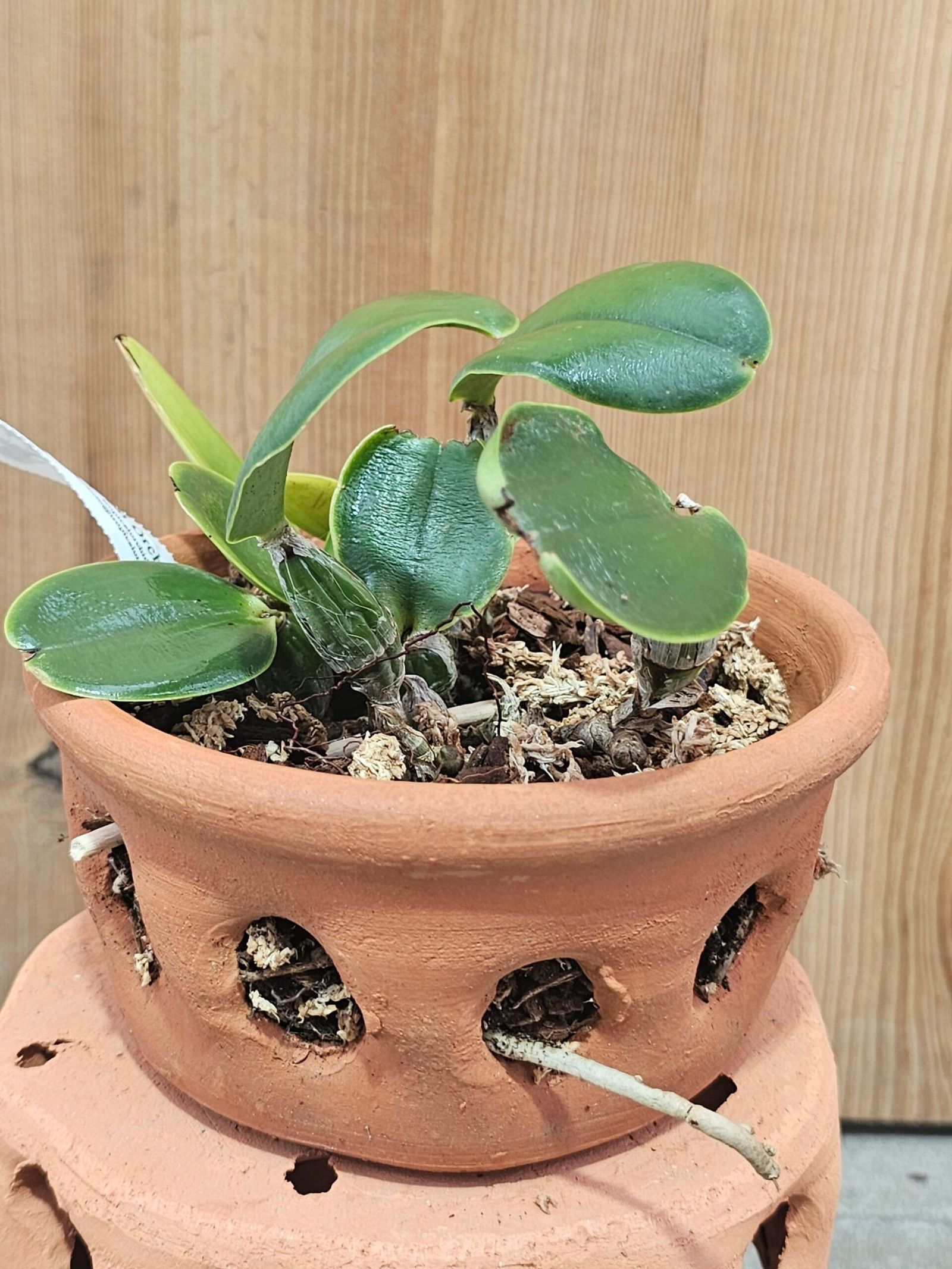 Cattleya nobilior - Imagen 2