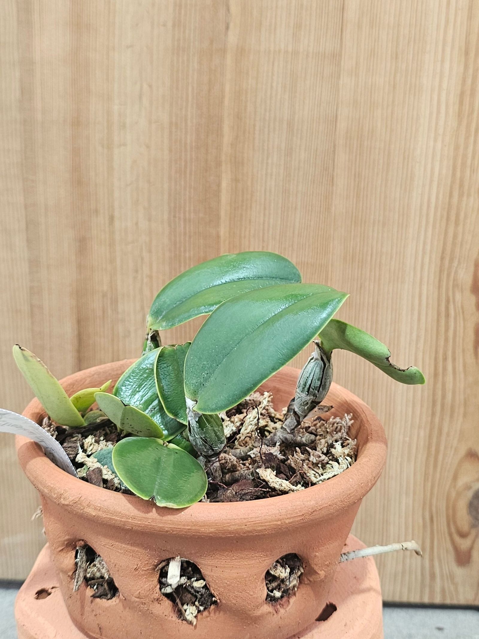 Cattleya nobilior - Imagen 3
