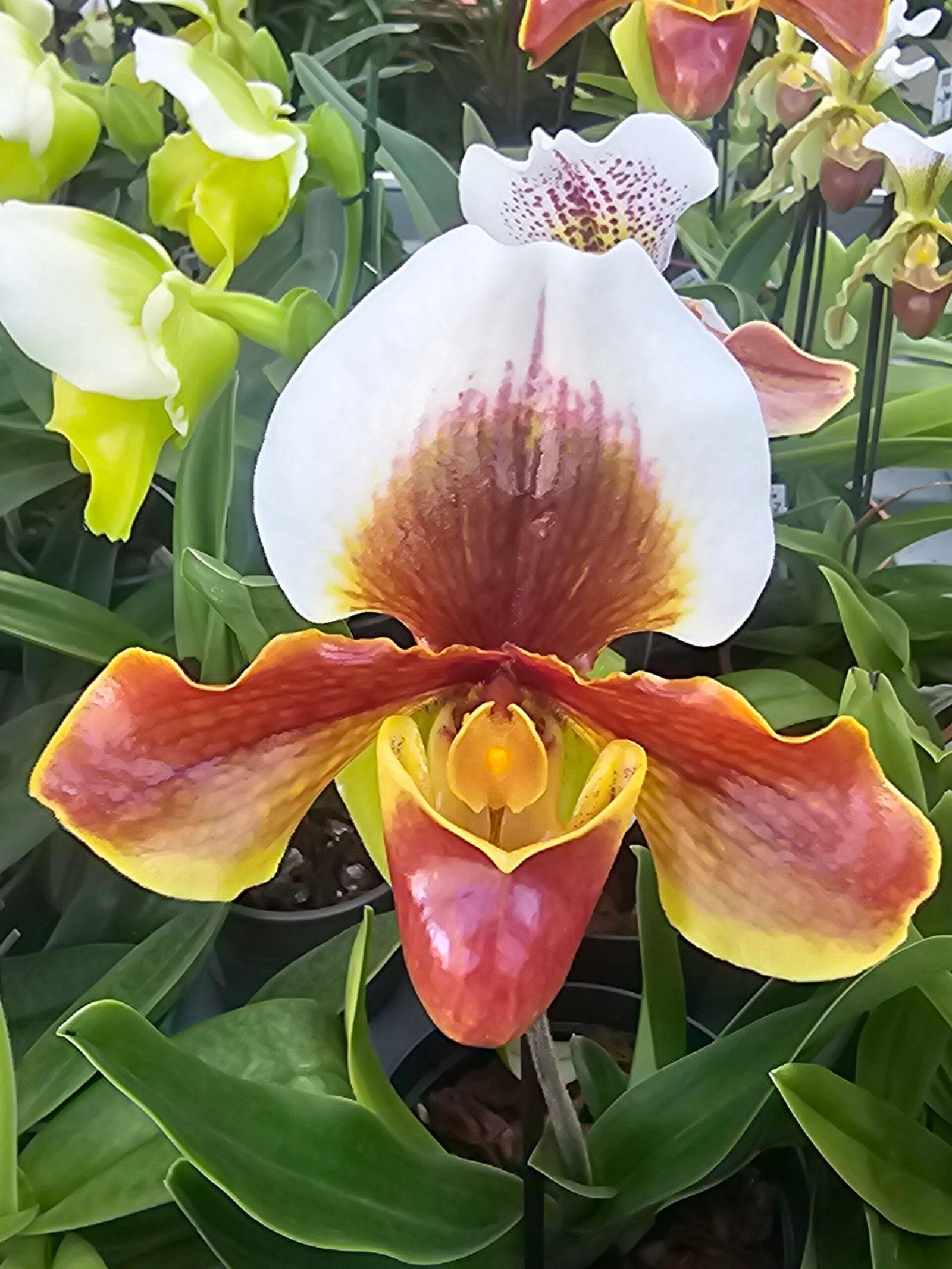 Orquídea Paphiopedilum Christa-Maria Hoffman com flor em formato de sapatinho