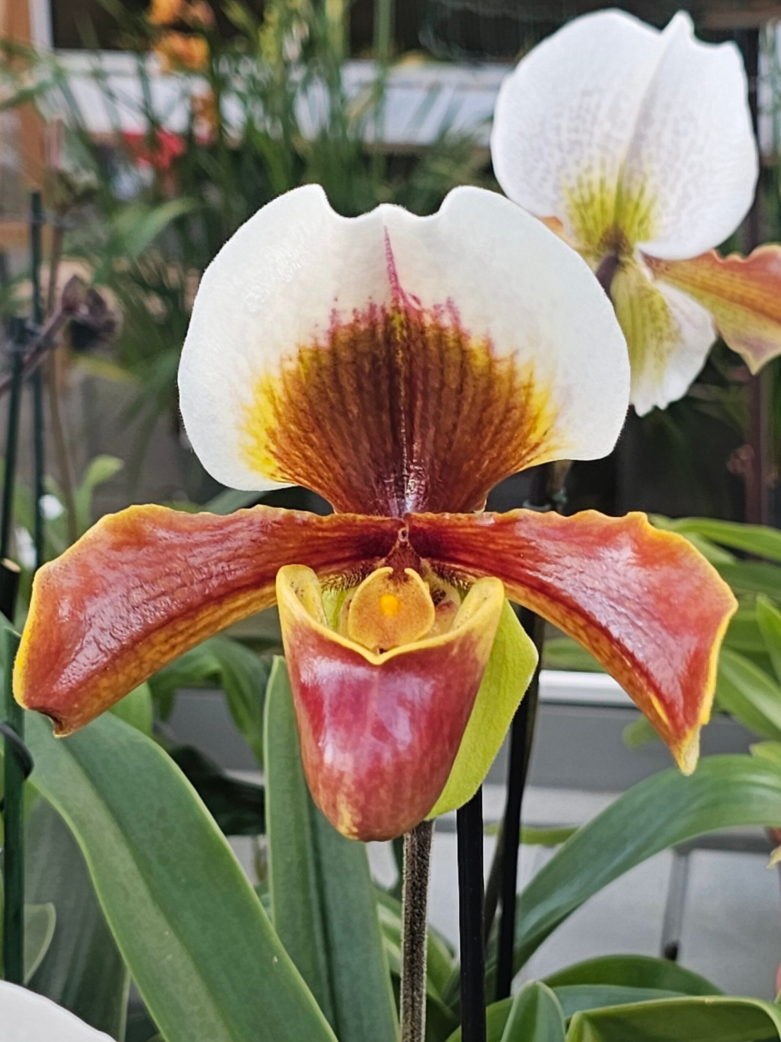 Paphiopedilum Christa-Maria Hoffman - Image 2