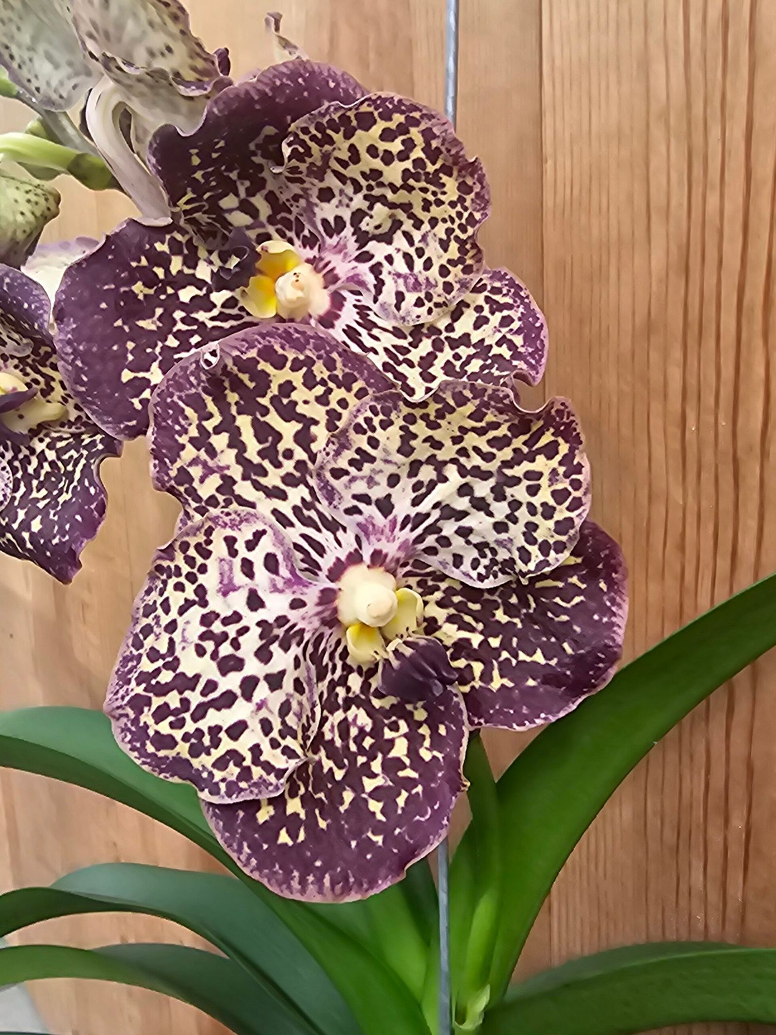Vanda Sunanda Ocelot Sangria