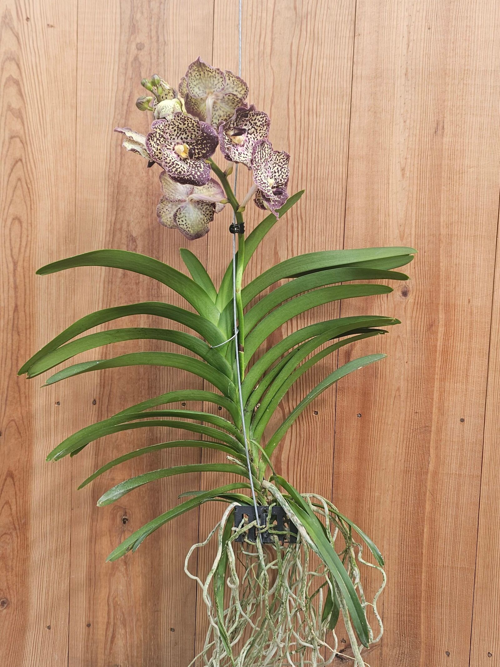Vanda Sunanda Ocelot Sangria - Imagen 2