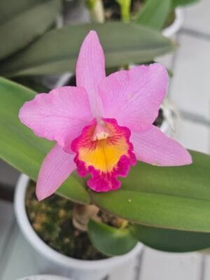 Orquídea Brassolaeliocattleya Blc. Sonnenberg Hibrid #9115 em flor com pétalas vibrantes e labelo vistoso