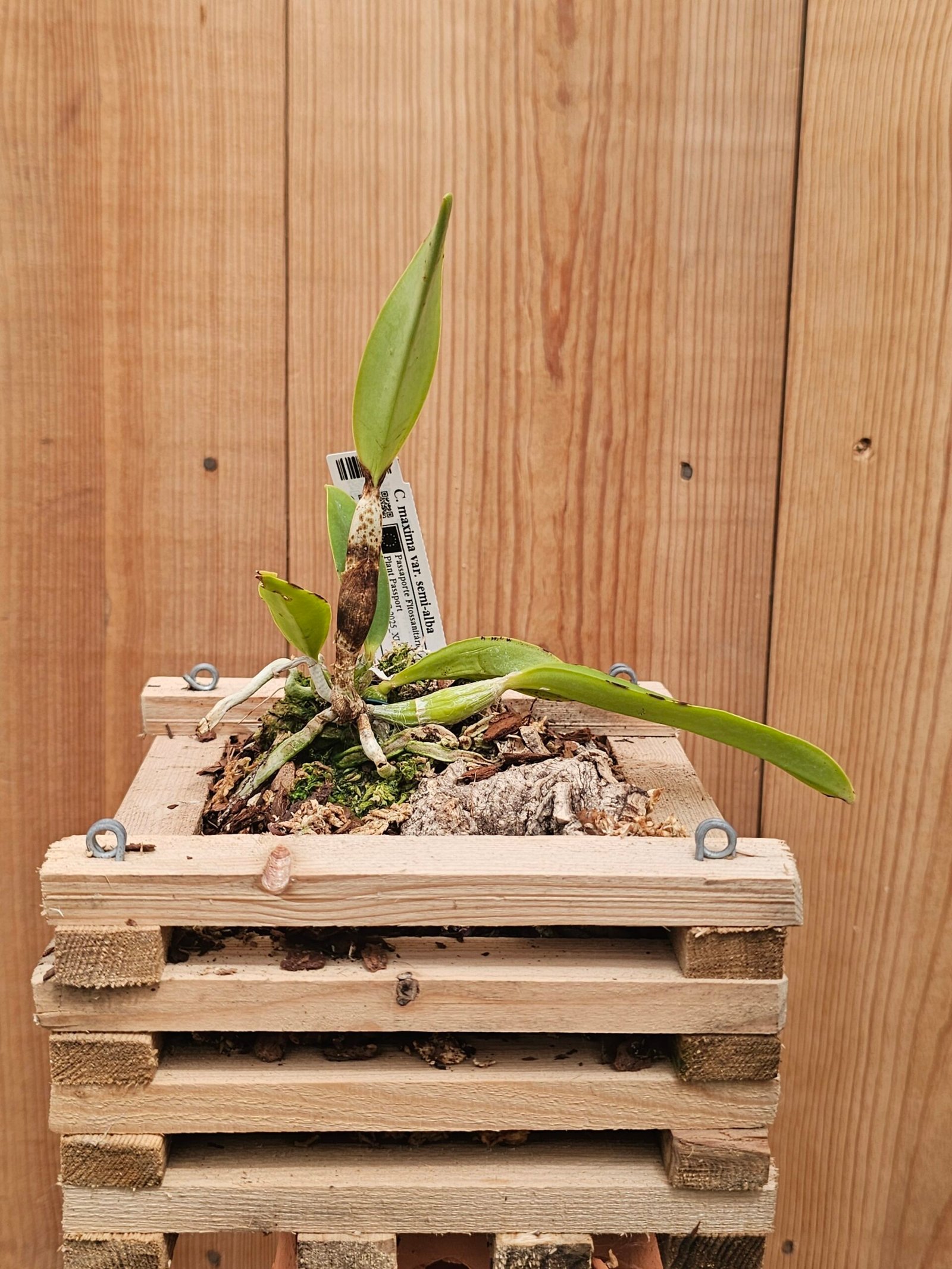 Cattleya walkeriana var semi-alba - Image 2