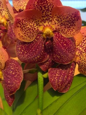 Orquídea Vanda Peach Mango em floração com flores tom pêssego e manga
