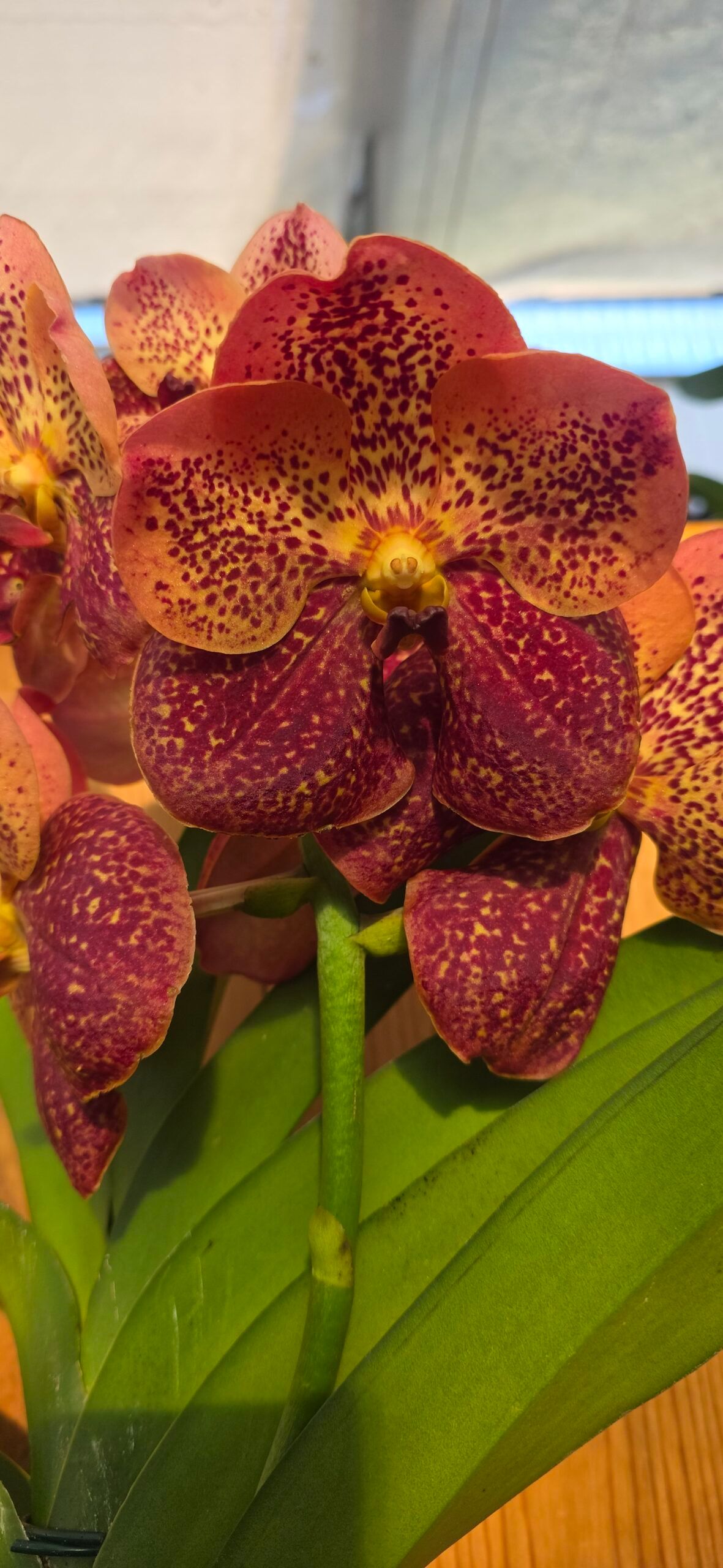 Orquídea Vanda Peach Mango em floração com flores tom pêssego e manga
