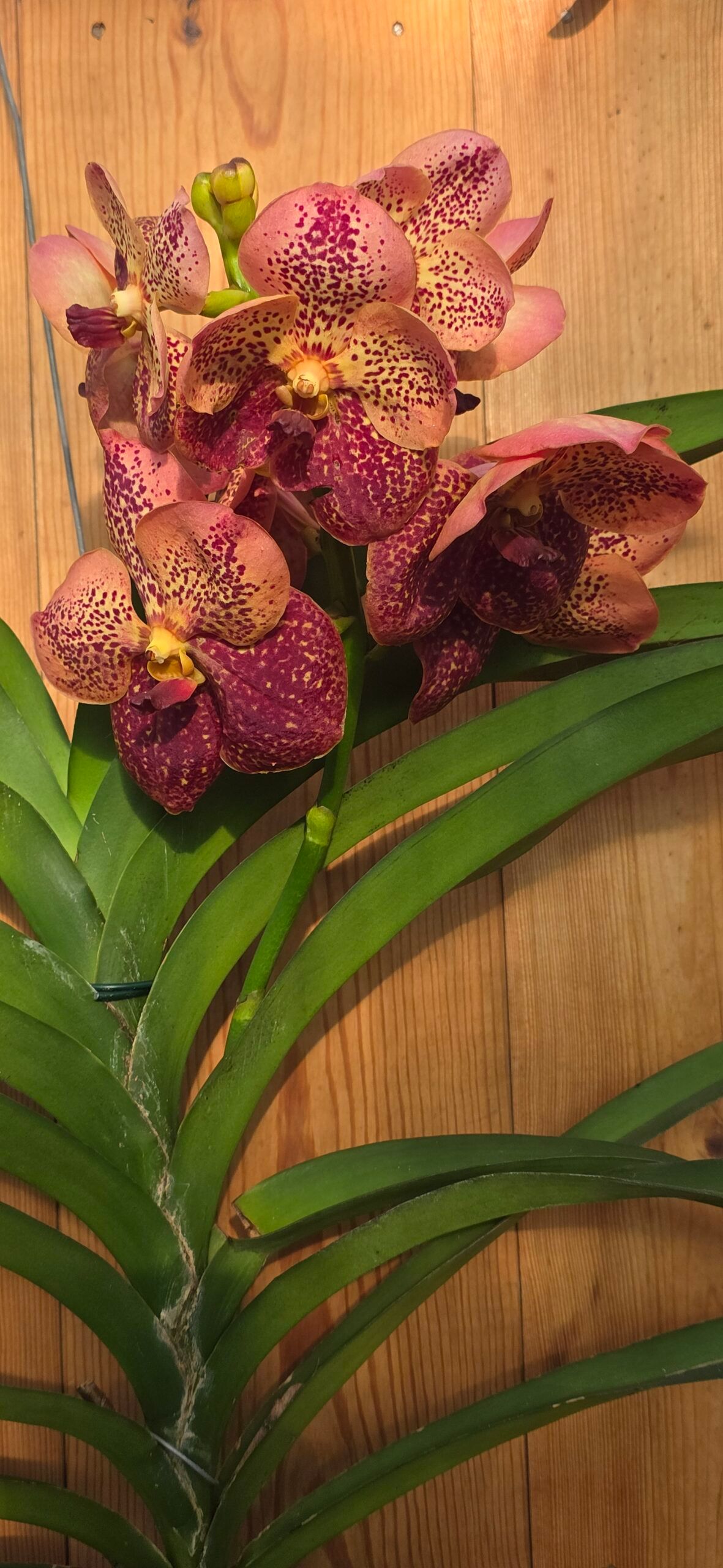 Vanda Peach Mango - Image 2