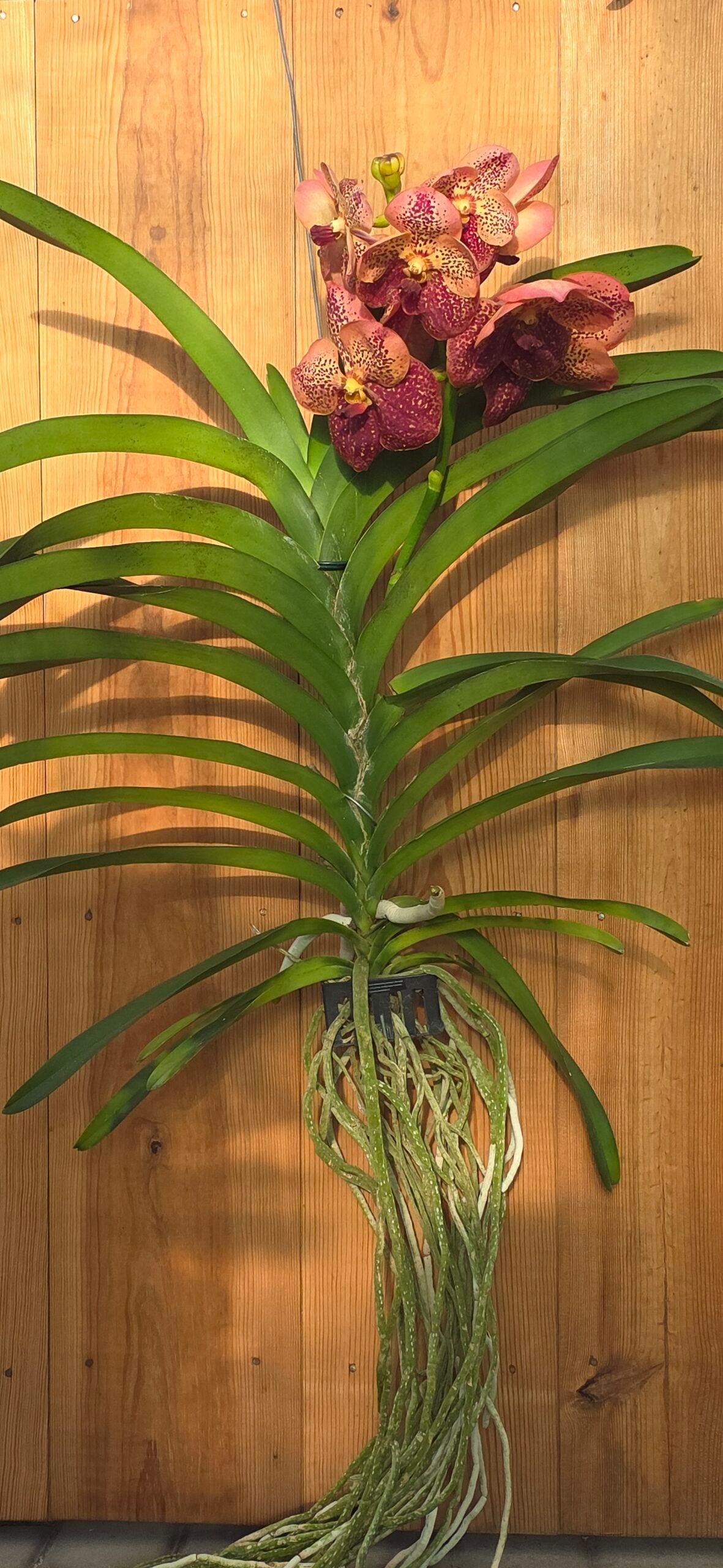 Vanda Peach Mango - Image 3
