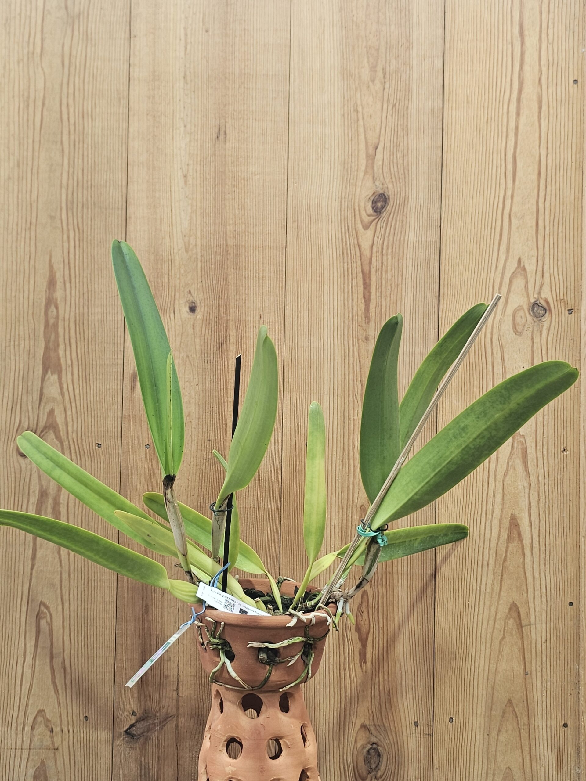 Laelia purpurata ( sanguínea Carlos Gomes x Sanguinea Sky Red) - Imagen 2