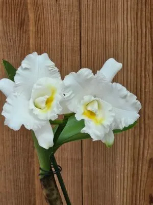 Orquídea Cattleya Snow White com flores brancas em floração
