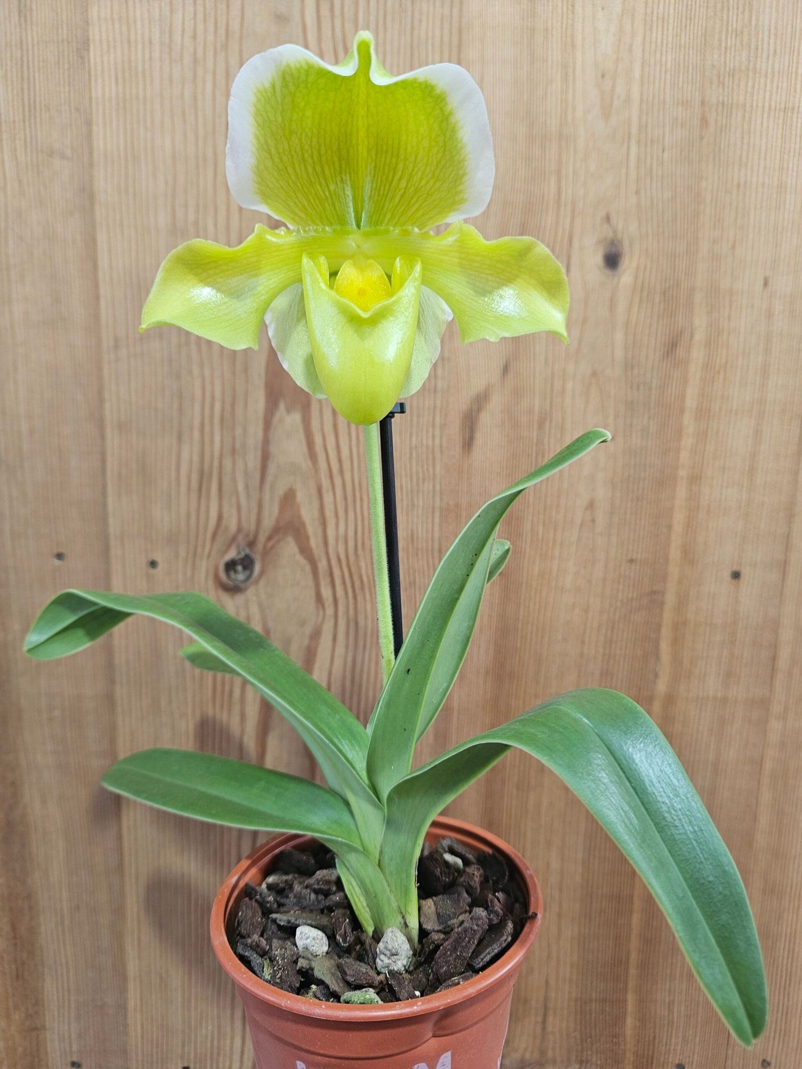 Paphiopedilum Golden Acres x Heladero - Image 3