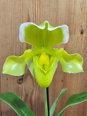 Orquídea Paphiopedilum Golden Acres x Heladero com flor grande em forma de sapatinho em tons verde e dourado