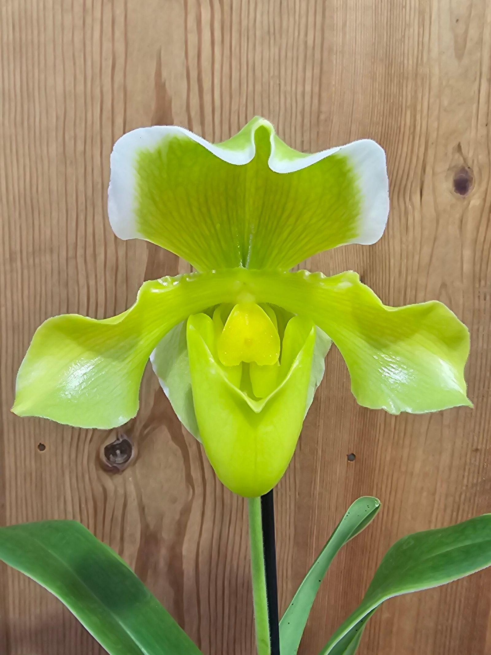 Paphiopedilum Golden Acres x Heladero