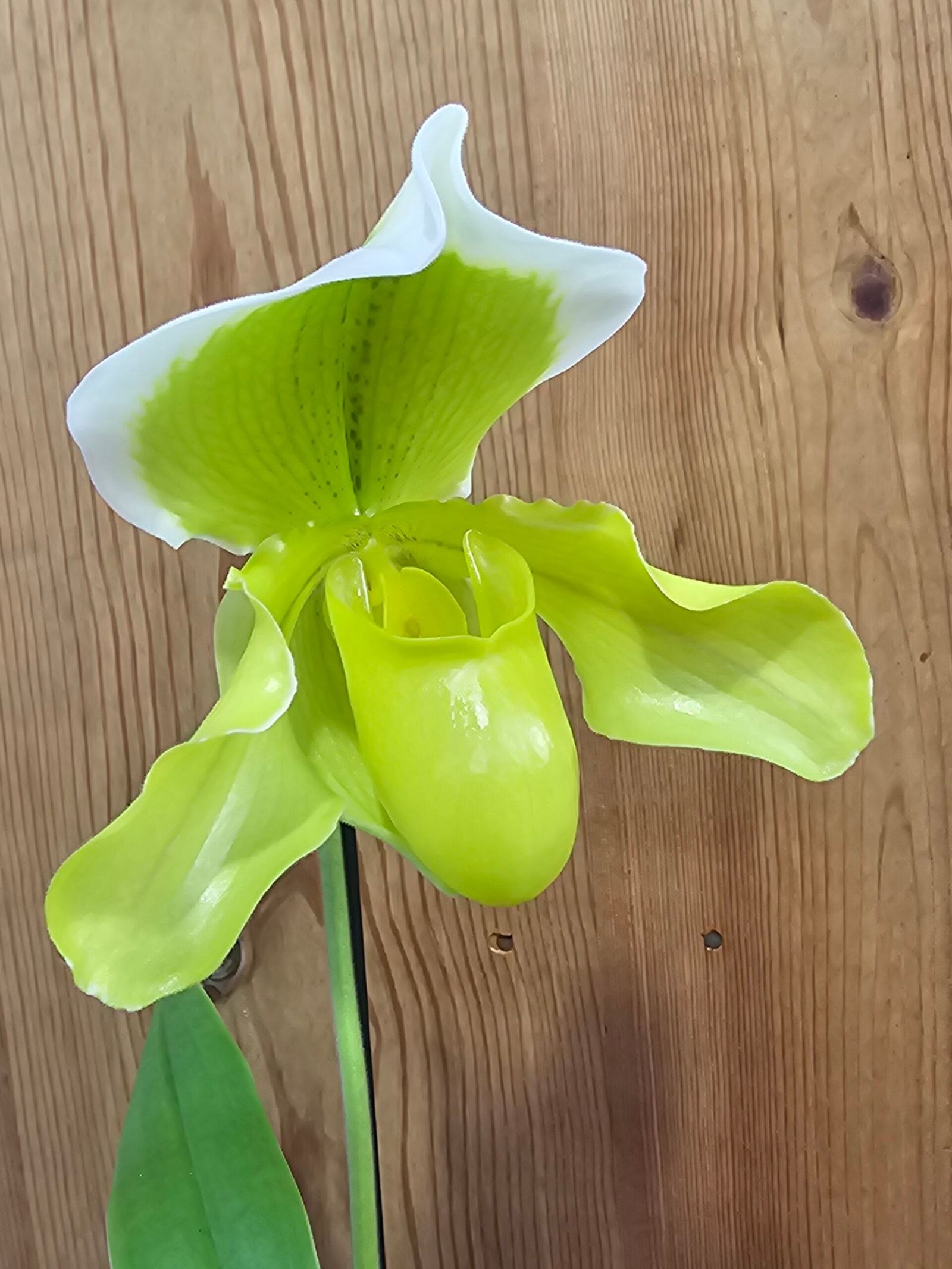 Paphiopedilum Golden Acres x Heladero - Image 2