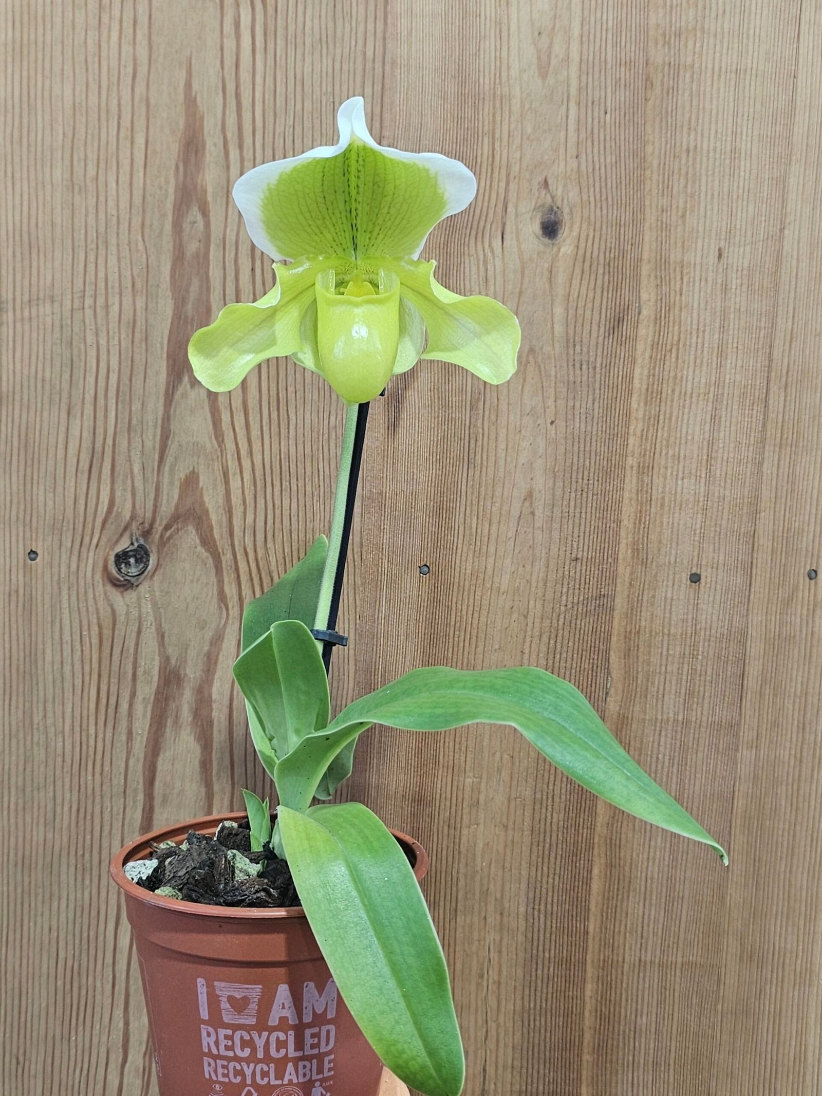 Paphiopedilum Golden Acres x Heladero - Image 4
