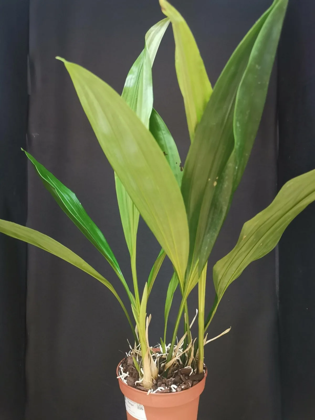 Stanhopea connata - Image 3