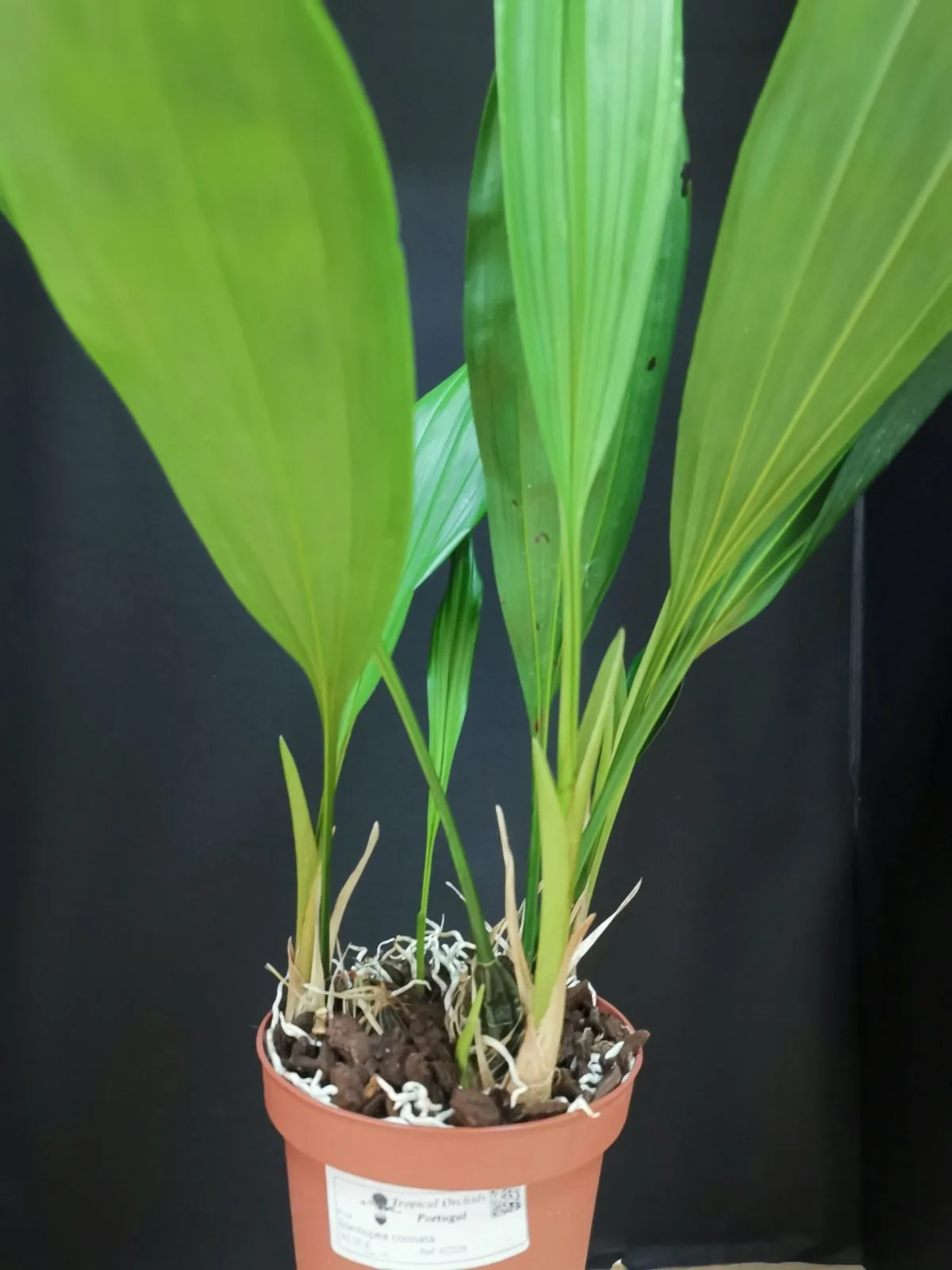 Stanhopea connata - Image 4