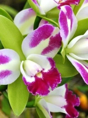 Orquídea Blc. Yen Corona Green Genius com flores verdes grandes e lábio purpúreo contrastante