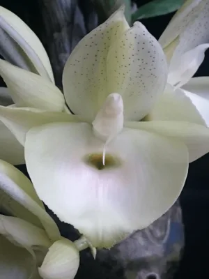 Orquídea Catasetum pileatum alba com grande flor branca em formato de taça e labelo expandido