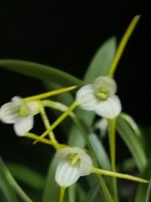 Mini-orquídea Masdevallia paivaeana em floração com flores exóticas