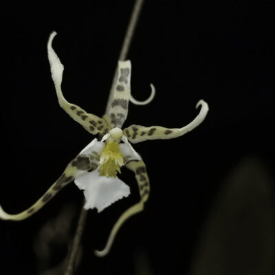 A tropical Orchids Portugal é especialista em Oncidium phymatochilum
