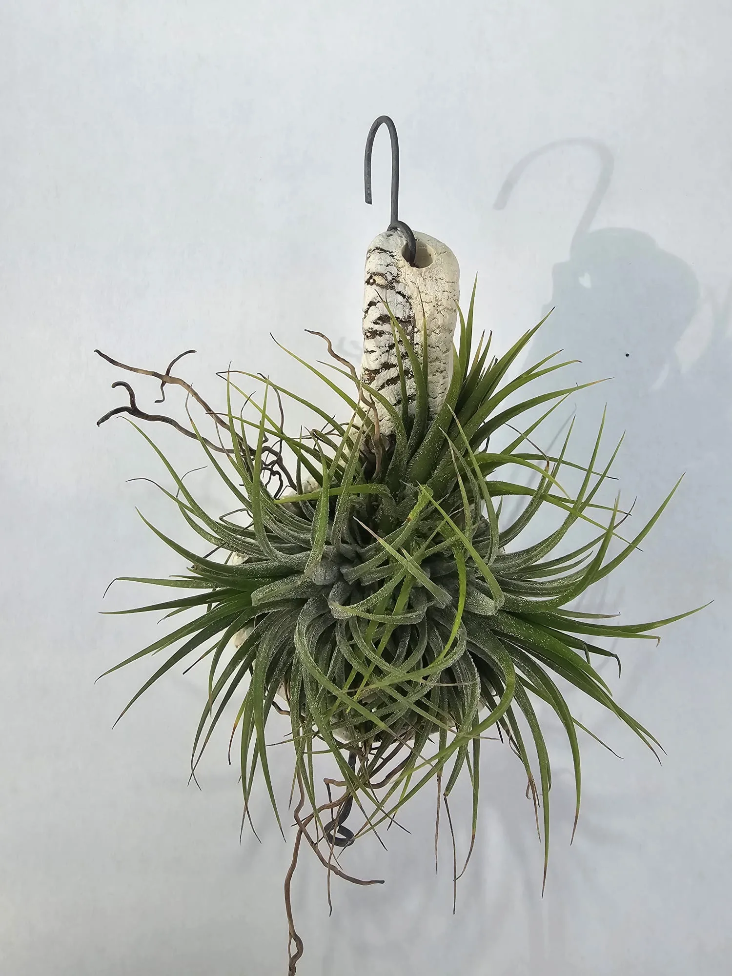 Tillandsia ionantha 'Spike_New' - Tropical Orchids Portugal