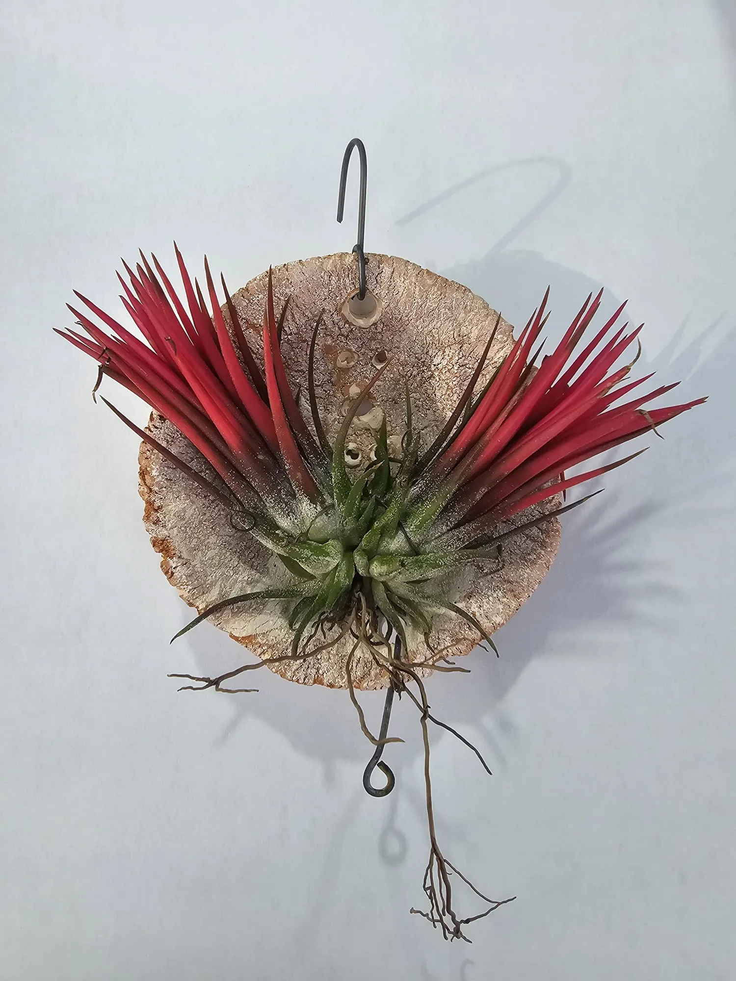 Tillandsia ionantha 'Spike' - Tropical Orchids Portugal