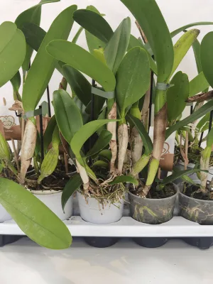 Cattleya SEM FLOR planta adulta e saudável em vaso para cultivo