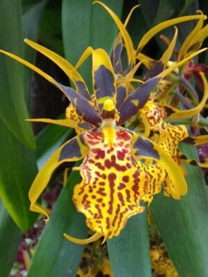 Banfieldara Gilded Tower Thai Gold em floração exuberante com hastes florais amarelas e pintas acastanhadas