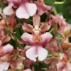 Oncidium Rosy Sunset