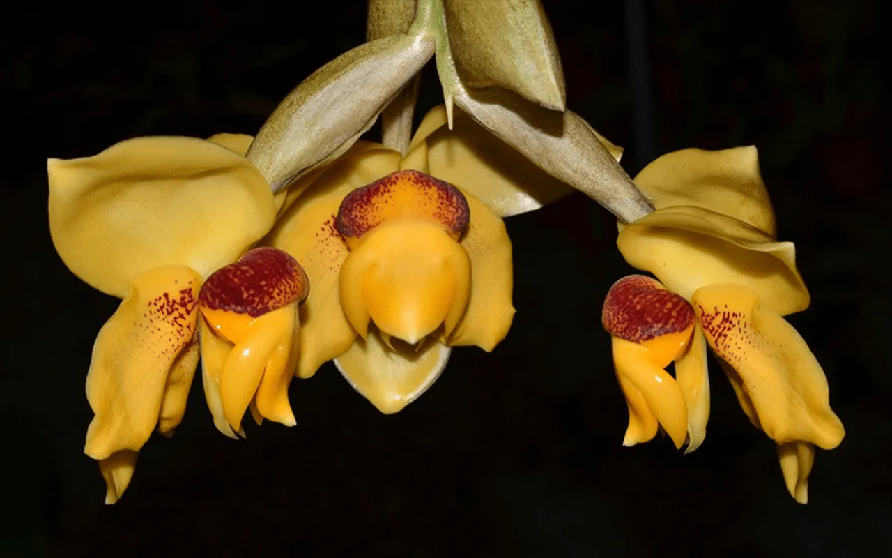 Stanhopea connata - Image 2