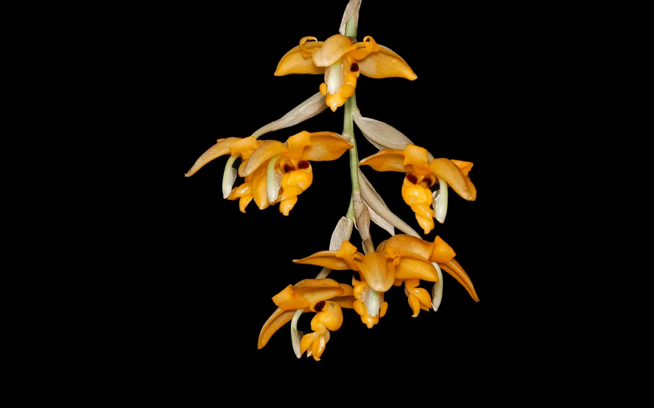 Orquídea botânica Stanhopea connata em floração pendente
