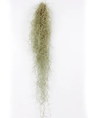 Planta aérea Tillandsia usneoides Musgo Espanhol suspenso