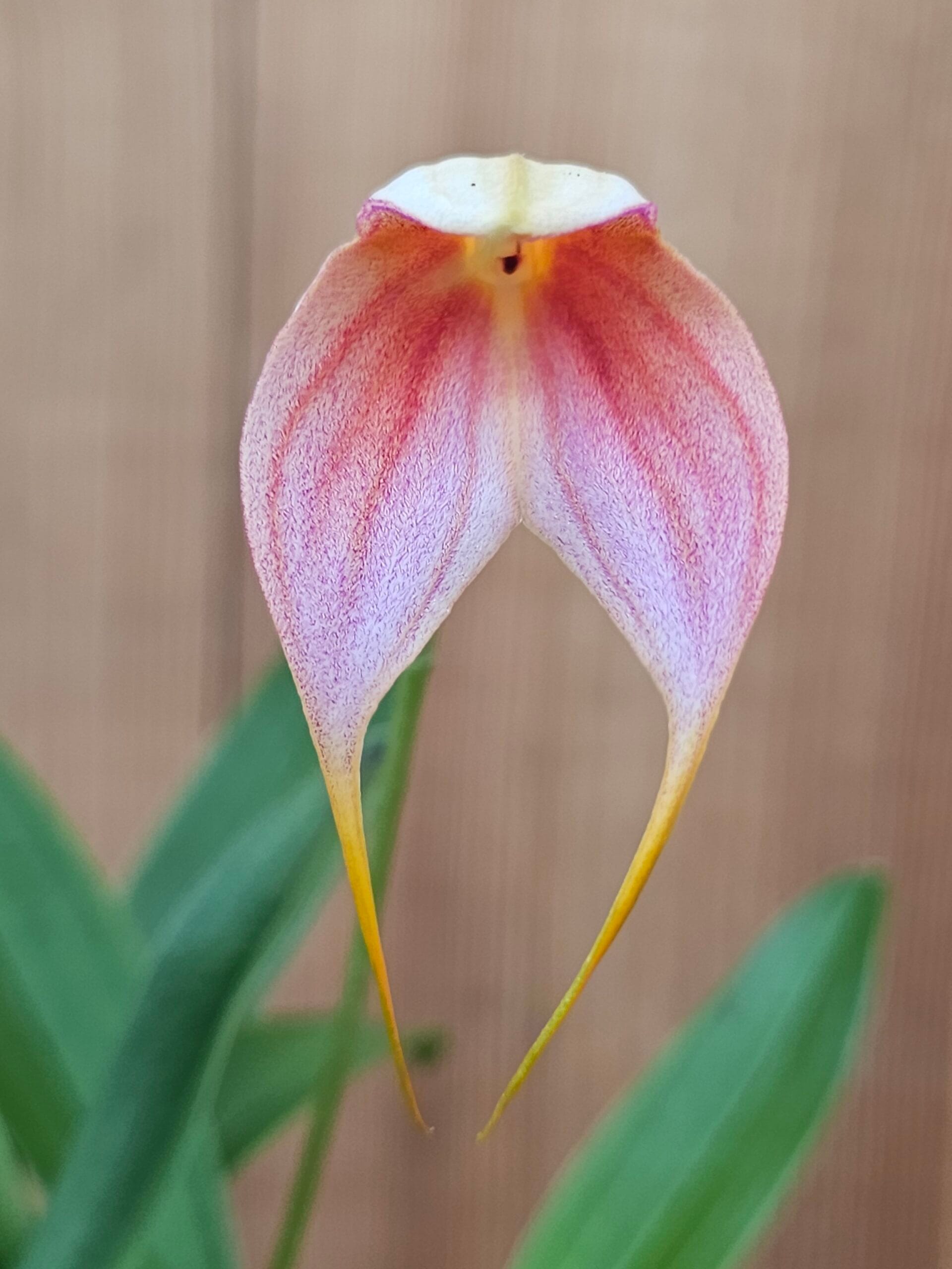 Orquídea Masdevallia Sephi Orion com flores triangulares exóticas em tons marcantes