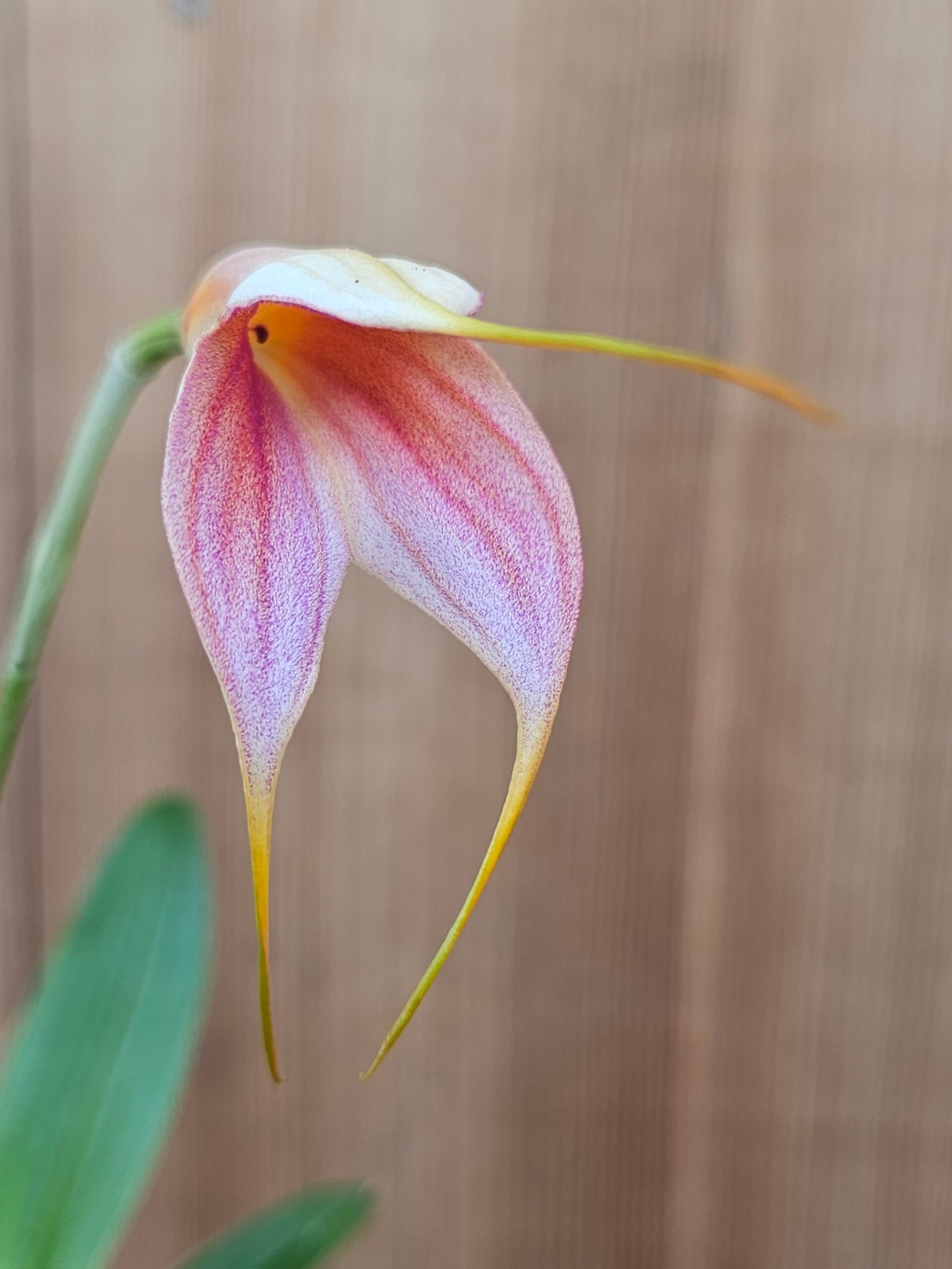 Masdevallia Sephi Orion - Image 2