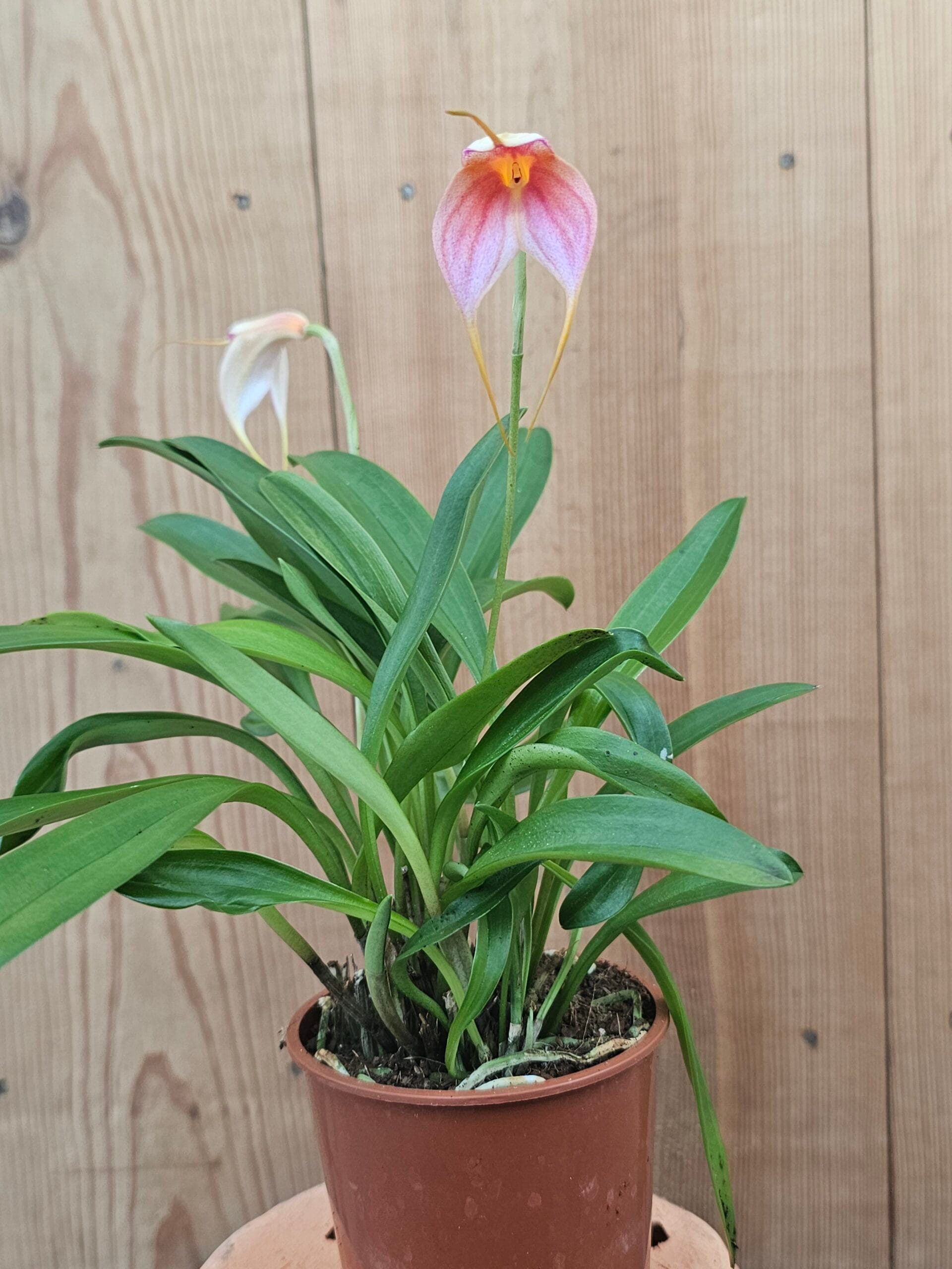 Masdevallia Sephi Orion - Image 3