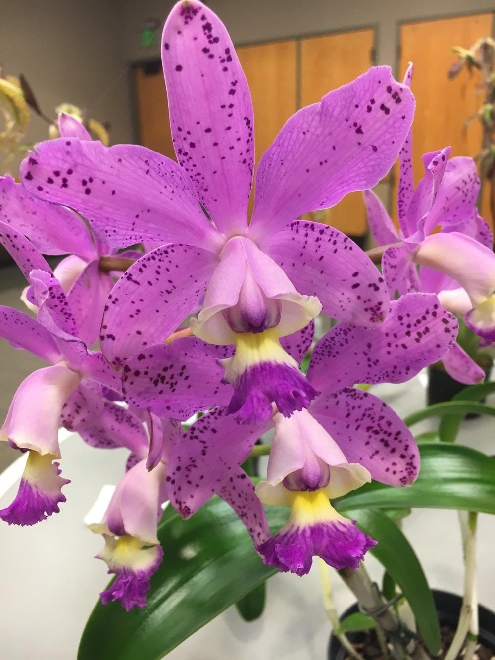 Cattleya Loddiglossa