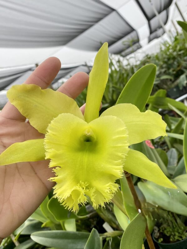 Rlc. Fringe Benefits 'Green Angel' Tropical Orchids Portugal