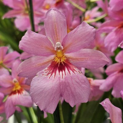 Cambria Nelly 'Pink Poison'