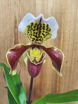 Orquídea Paphiopedilum USA com flor em formato de sapatinho em tons contrastantes e brilhantes