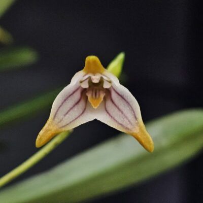 Masdevallia striatella