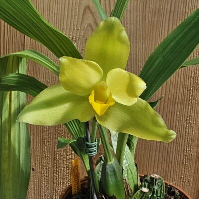 Lycaste macrobulbon