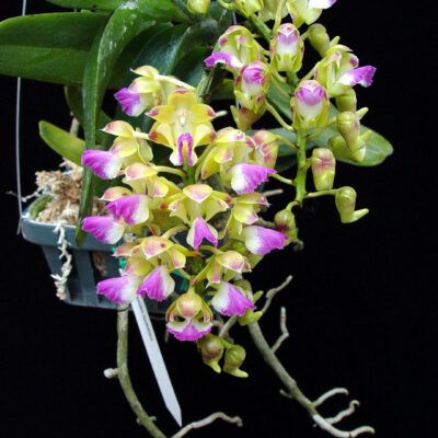 Aerides houlletiana var. attorney