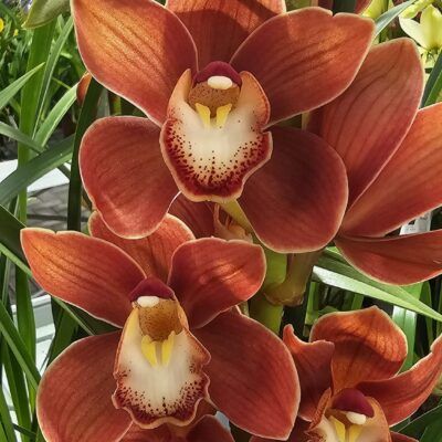 Cymbidium Akane